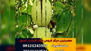 فروش و عرضه نهال گردو در سراسر کشور(www.118gerdo.com)