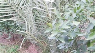 طبیعت اسفند ۹۹ باغ های طبس