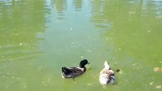 غذا خوردن اردک ها