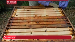 آموزش زنبورداری | زنبورداری صنعتی