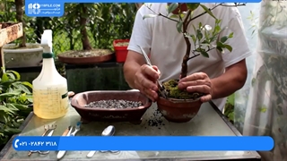 پرورش و تعویض گلدان بونسای پرتقال