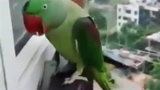 مامانش انداختتش بیرون حیوونکی