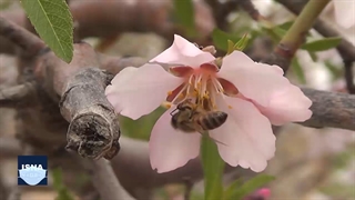 شکوفه‌های بهاری در کوچه‌ باغ‌های «درجزین»