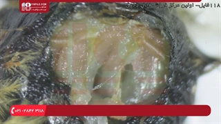 آموزش زنبورداری (دوبله) - آموزش تشریح انگل نایی میکروسکوپی