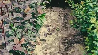 خرید نهال بادام