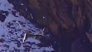 حمله ببر برای شکار بز کوهی از ارتفاعی معادل یک ساختمان چهار طبقه تا زمین سقوط میکنن.