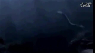 Real mermaids atlantis