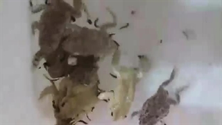 تغذیه لاروهای تازه هچ شده با قورباغه |صنعت زالو ایران