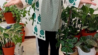 علت دلیل کوچک ماندن افزایش پهن شدن سایزبرگ جدید نورکافی کم کمبود رطوبت رشد نکردن اسپری جلبک دریایی گیاهان مقاوم پتوس آپارتمانی