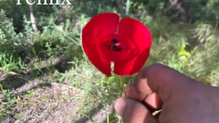 میتی دیپ گفتم صبر کن (ریمیکس ترکی) | Meytideepe