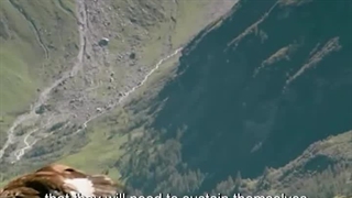 صحنه هایی دلخراش اما لازم برای تنازع بقا در حیات وحش، شکار بز کوهی توسط عقاب