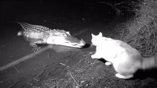 اسنپ حیوانات: