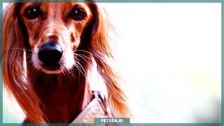 سگ افغان | نگهبان اصیل و سریع عشایر افغانستان